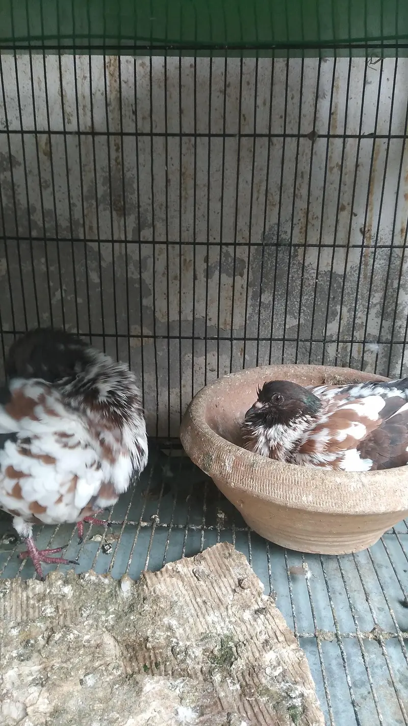Fancy Birds for Sale — photo 2