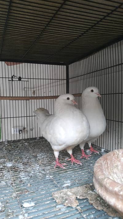 Fancy Birds for Sale