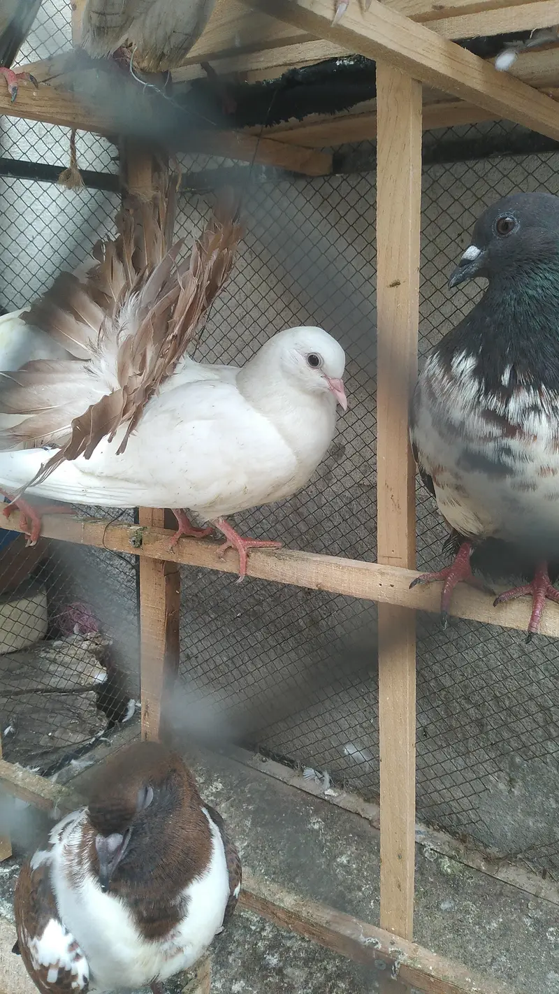 Fancy Birds for Sale — photo 3