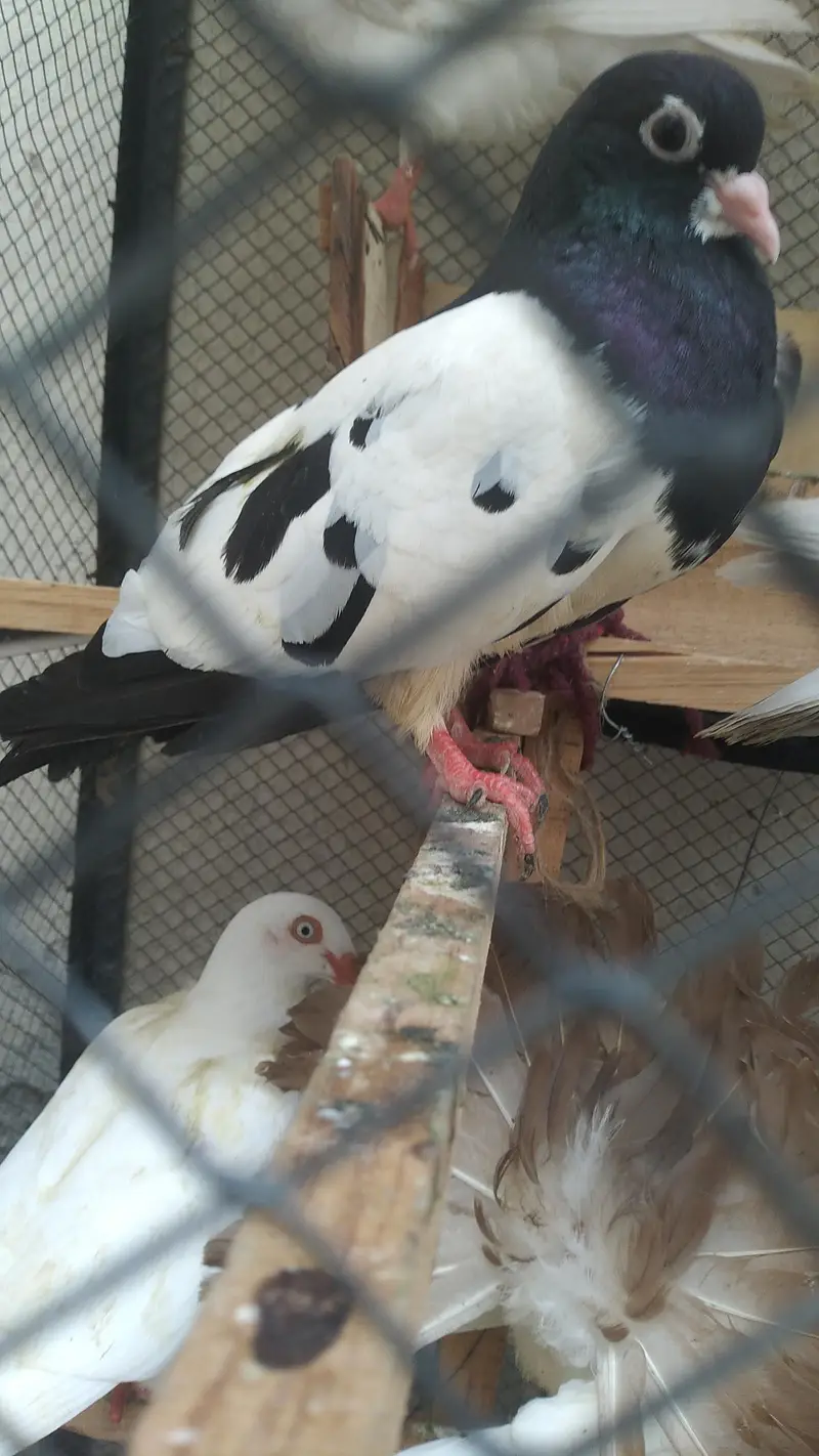 Fancy Birds for Sale — photo 4