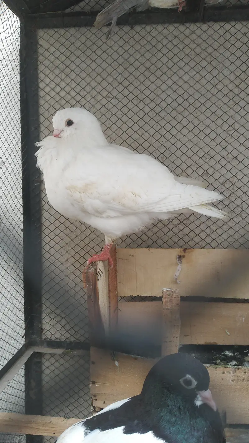 Fancy Birds for Sale — photo 5