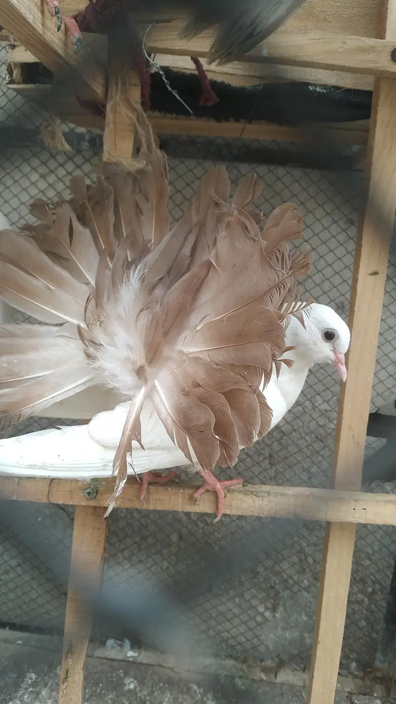 Fancy Birds for Sale — photo 6