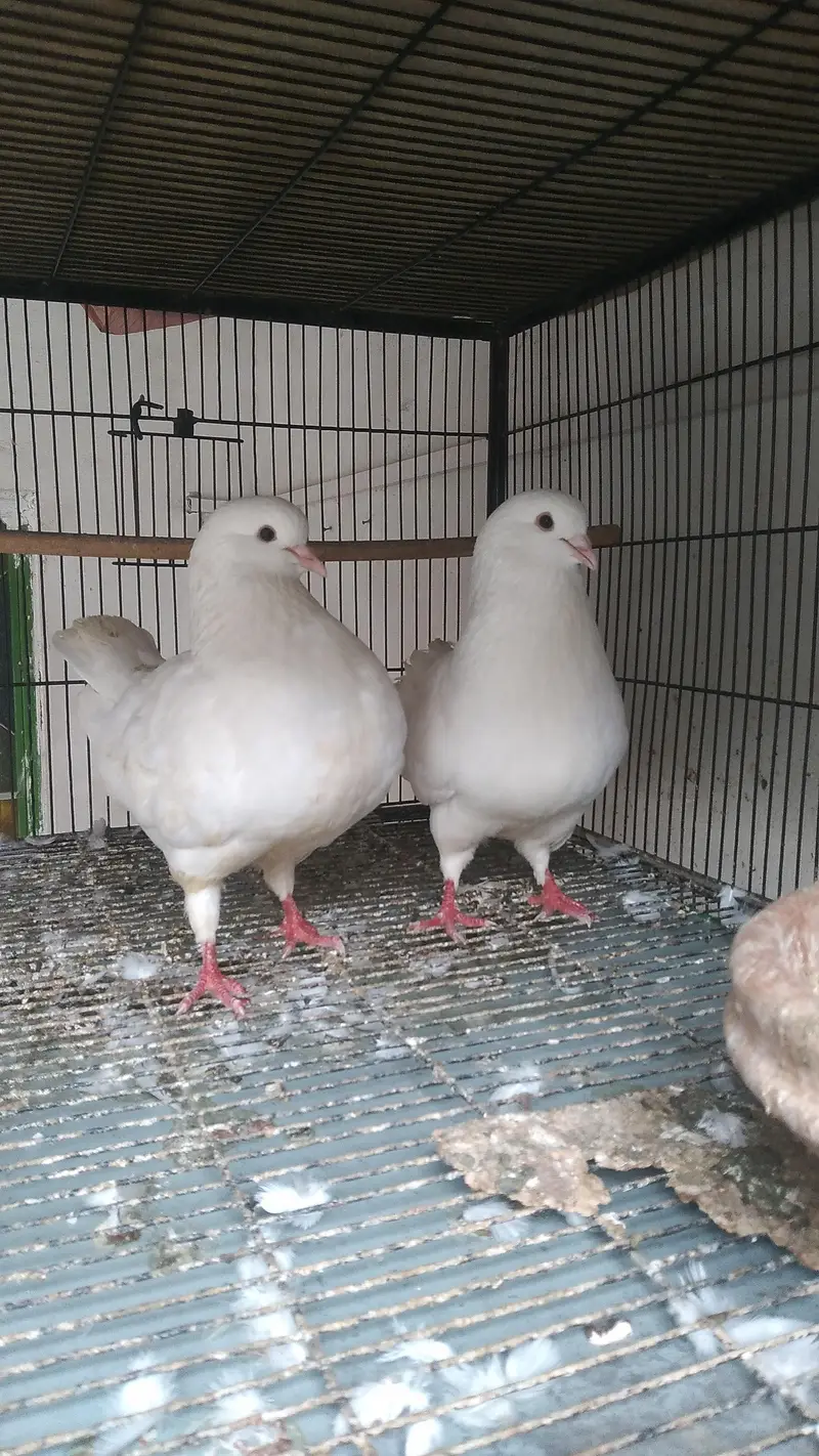 Fancy Birds for Sale — photo 7