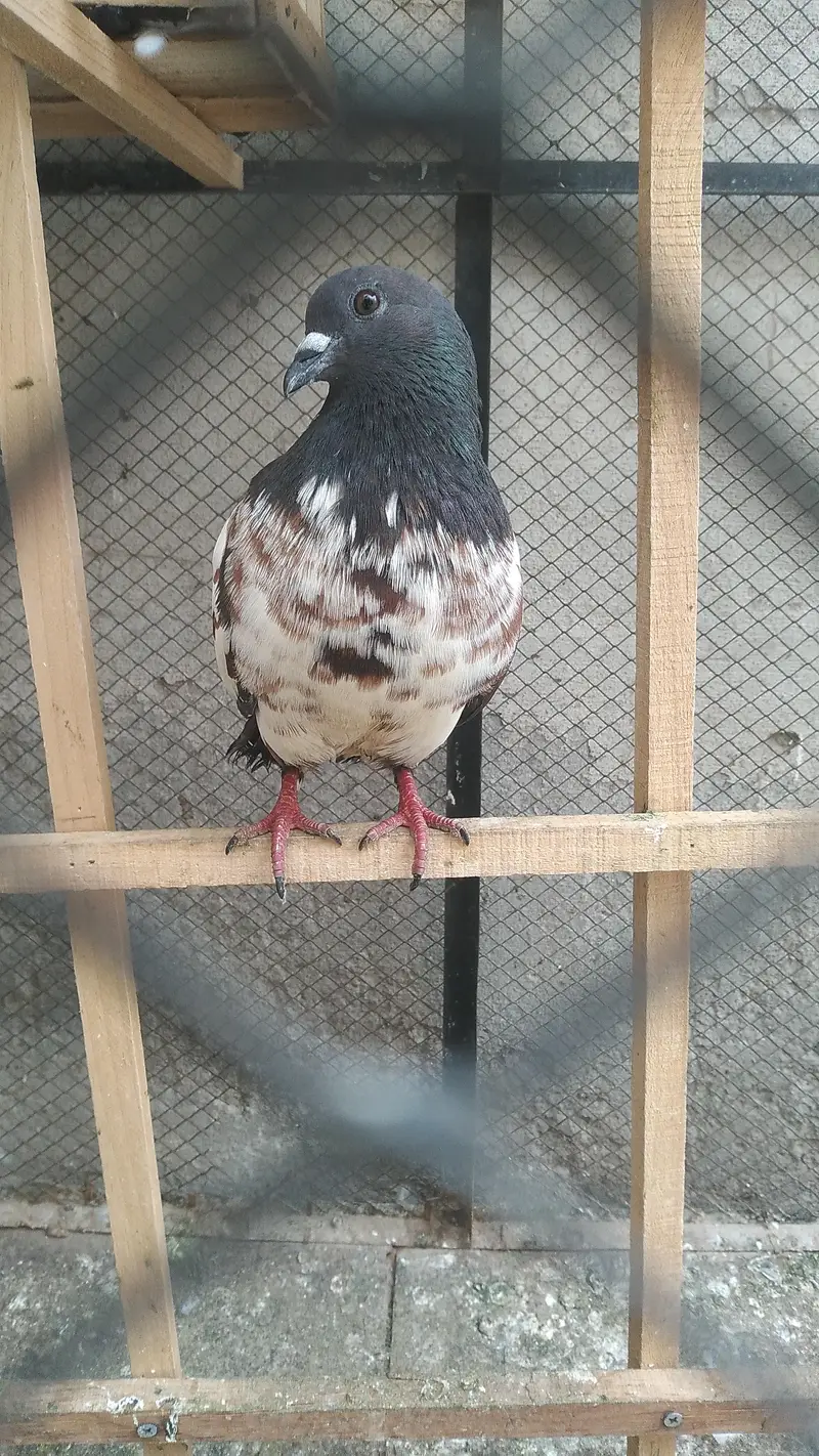 Fancy Birds for Sale — photo 8