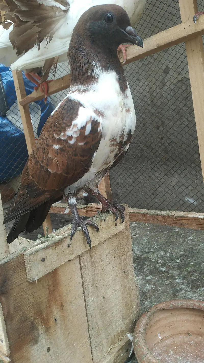 Fancy Birds for Sale — photo 9
