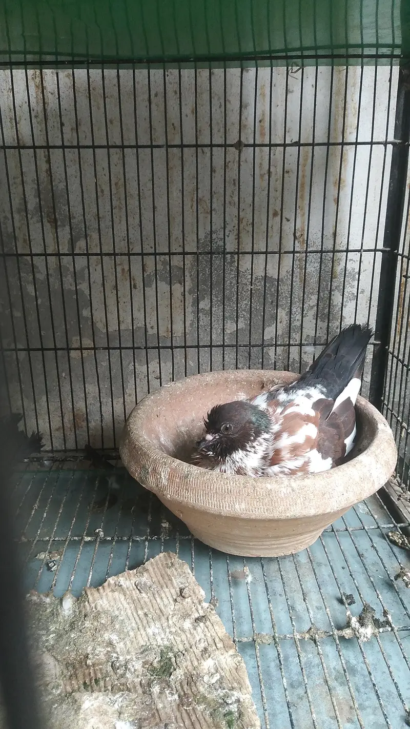 Fancy Birds for Sale — photo 10