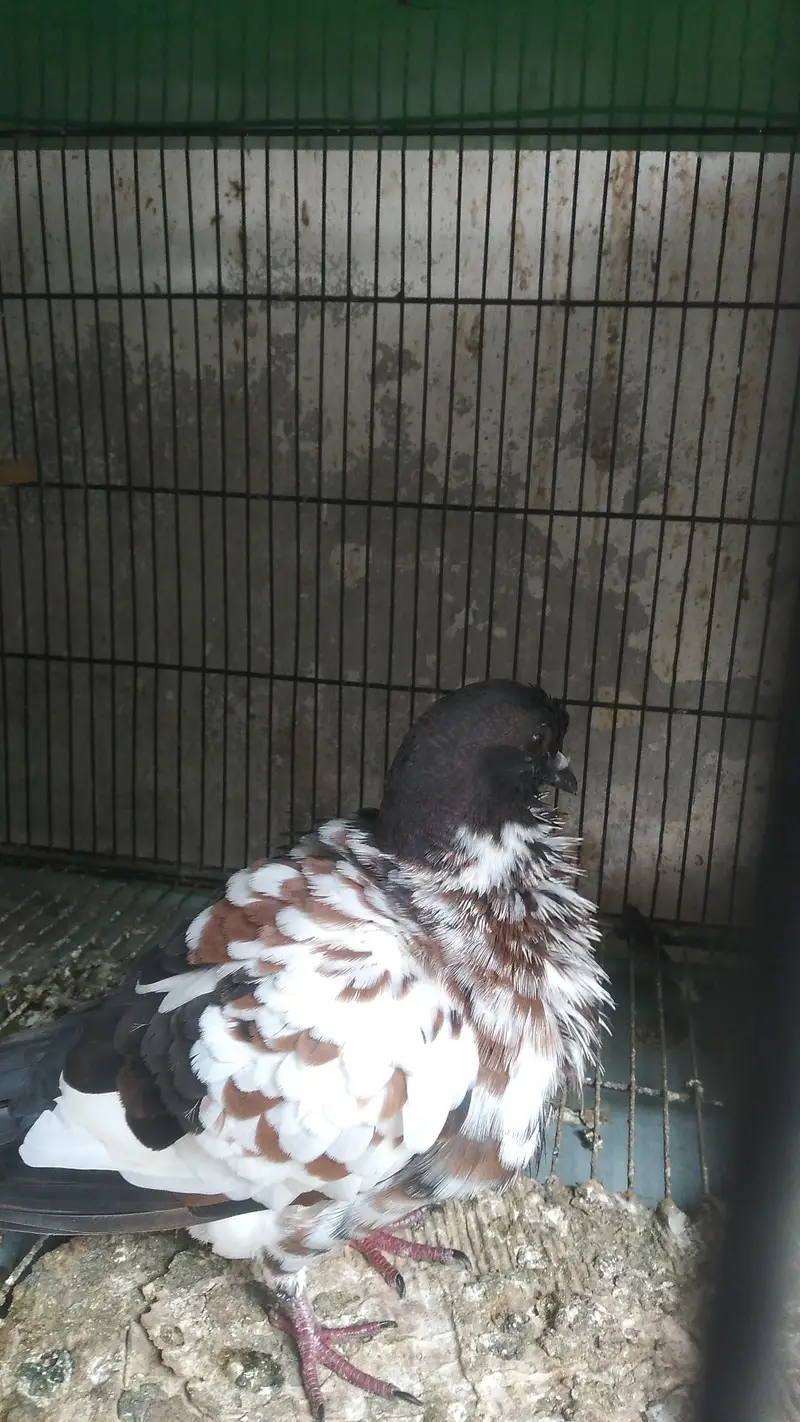 Fancy Birds for Sale — photo 11