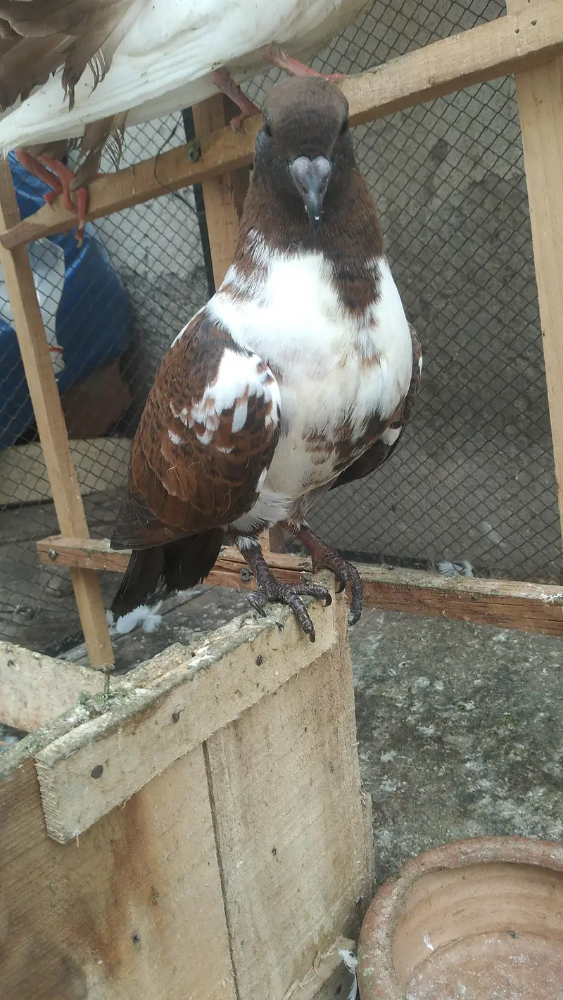 Fancy Birds for Sale — photo 12