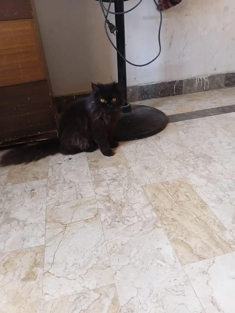 triple coated cat — photo 3