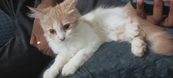 triple cort Persian cat for sale
