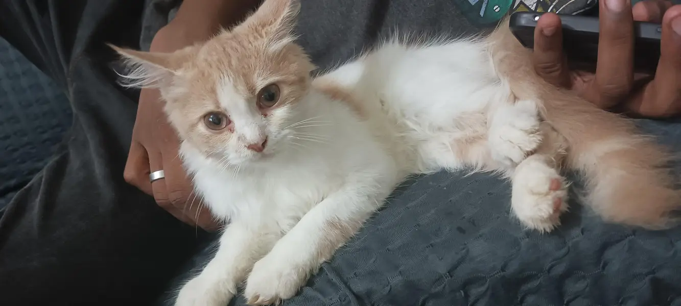 triple cort Persian cat for sale — photo 2