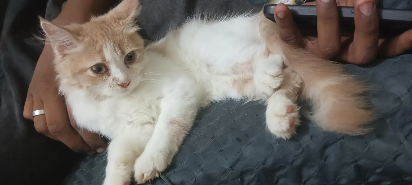triple cort Persian cat for sale — photo 3