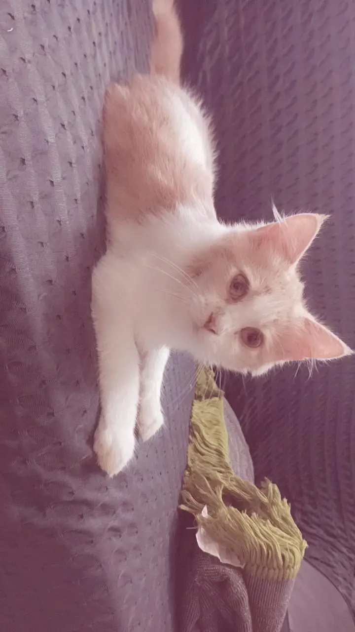 triple cort Persian cat for sale — photo 5