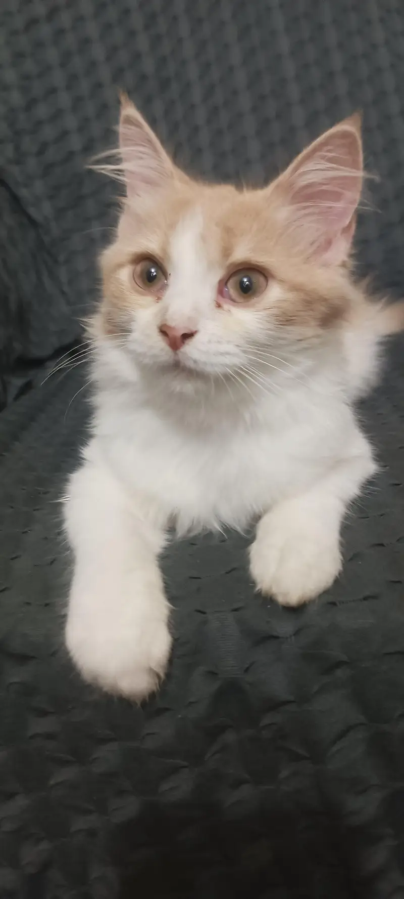 triple cort Persian cat for sale — photo 6