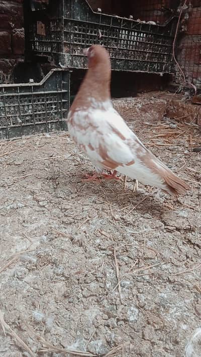 Teddy jory or Lakhy Ambersariye for sale