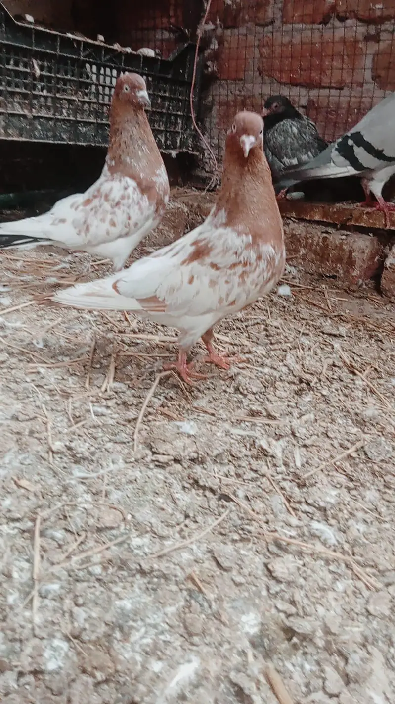 Teddy jory or Lakhy Ambersariye for sale — photo 3
