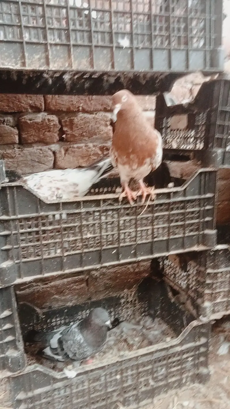 Teddy jory or Lakhy Ambersariye for sale — photo 4