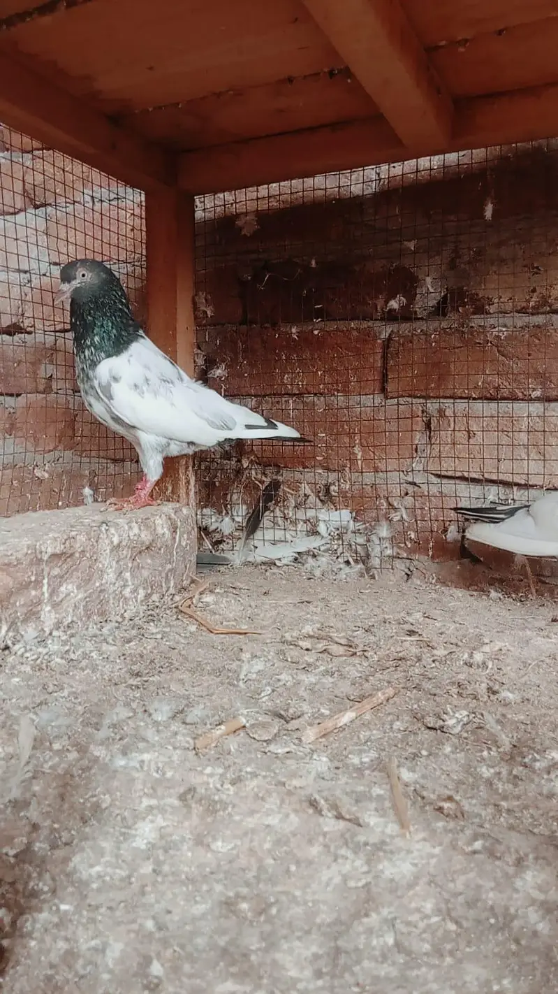 Teddy jory or Lakhy Ambersariye for sale — photo 6