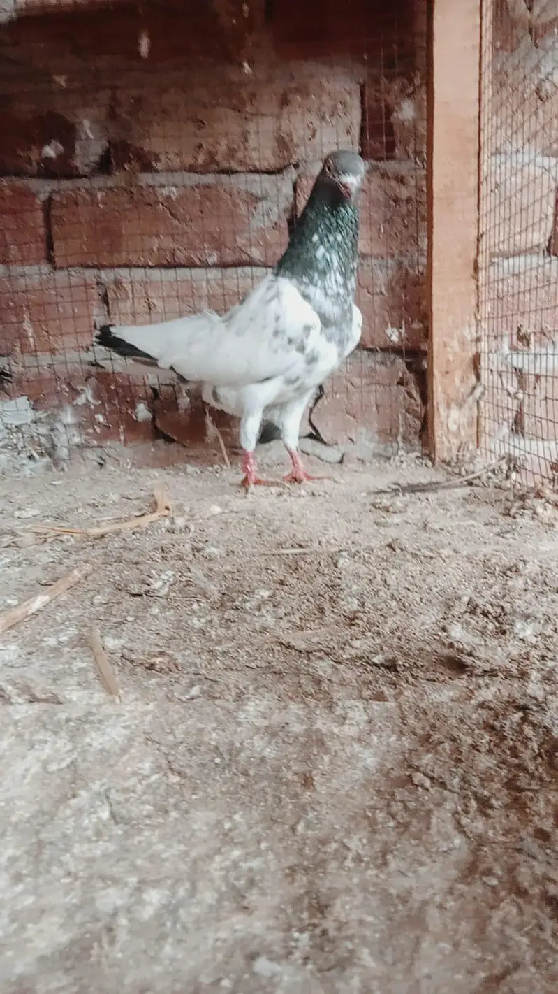 Teddy jory or Lakhy Ambersariye for sale — photo 9