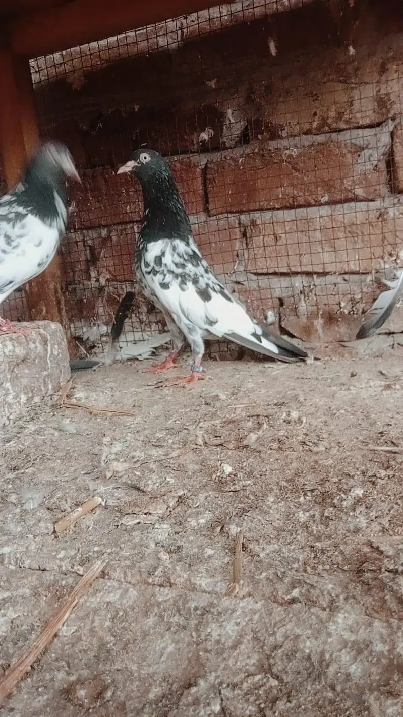 Teddy jory or Lakhy Ambersariye for sale — photo 10