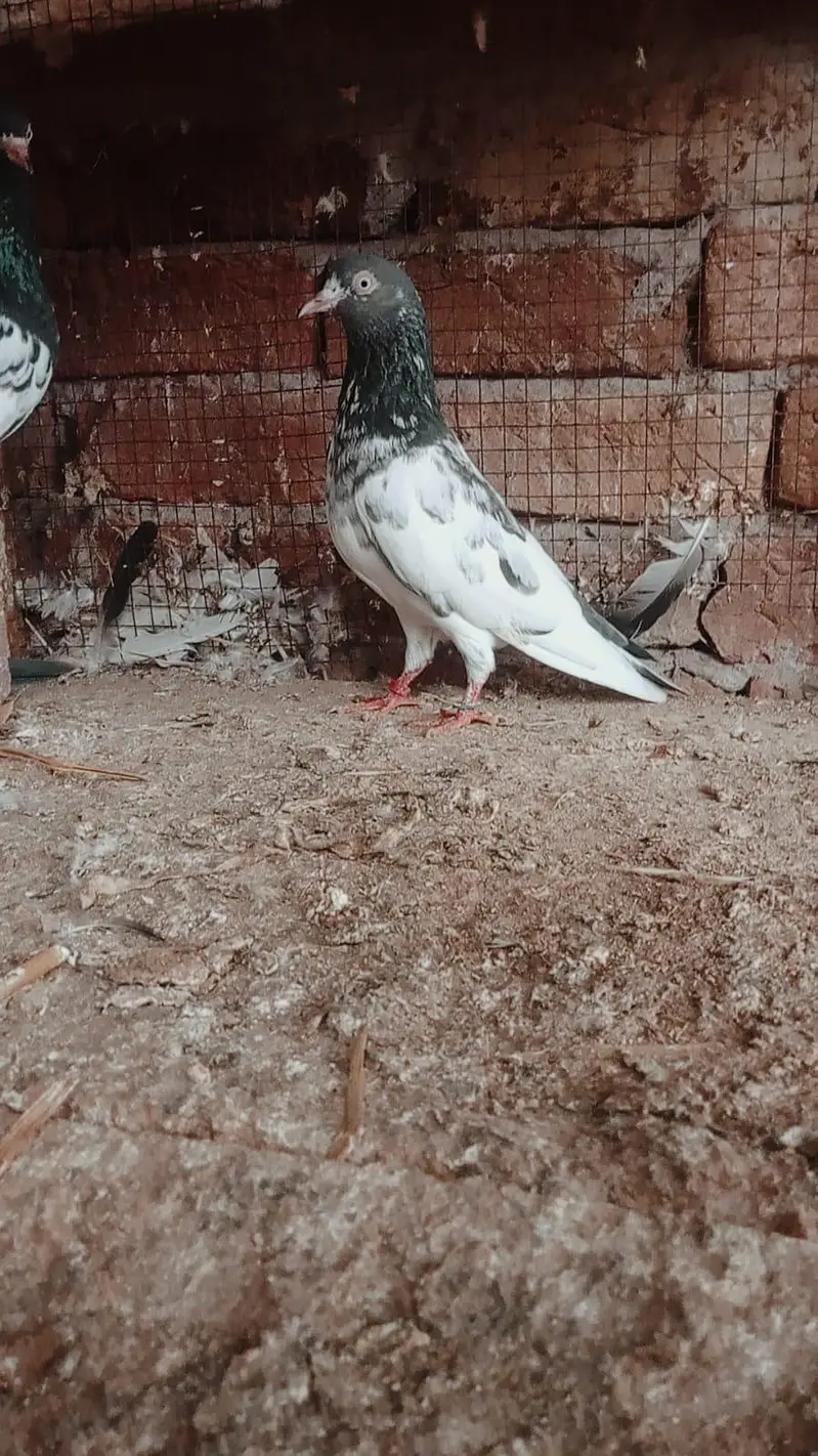 Teddy jory or Lakhy Ambersariye for sale — photo 11