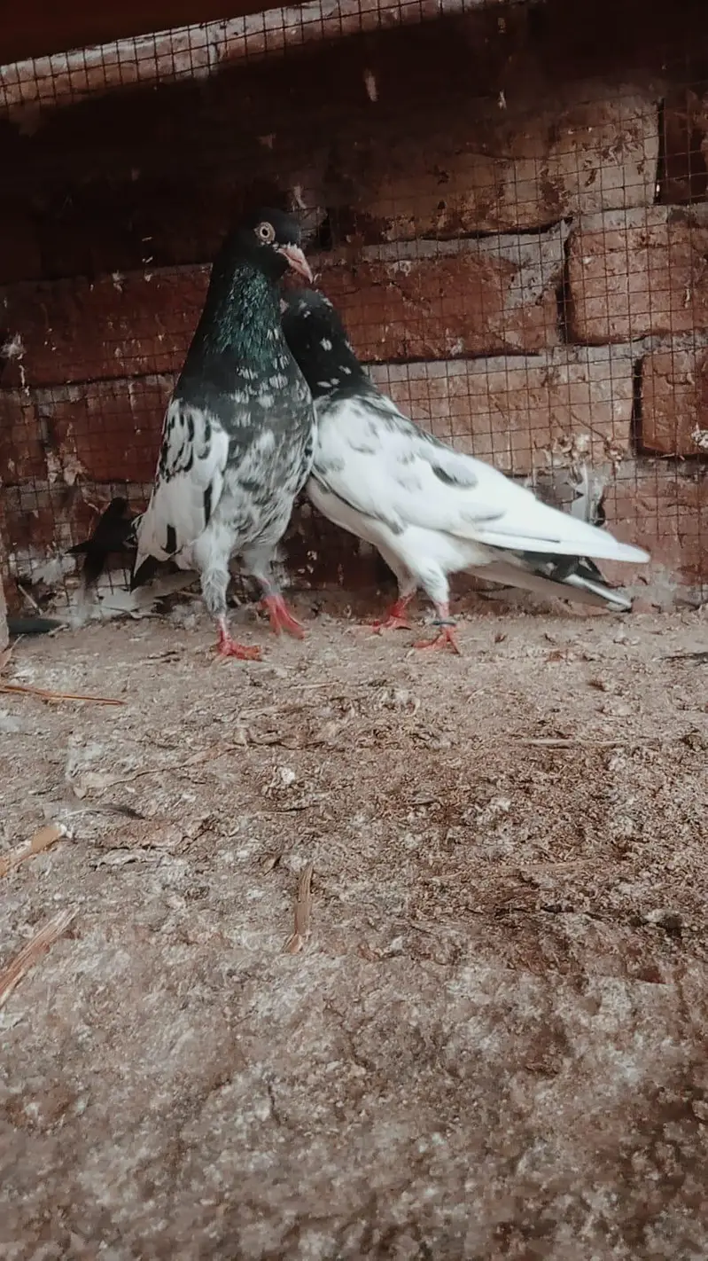 Teddy jory or Lakhy Ambersariye for sale — photo 12