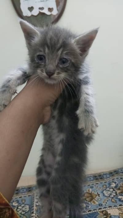 cats sal