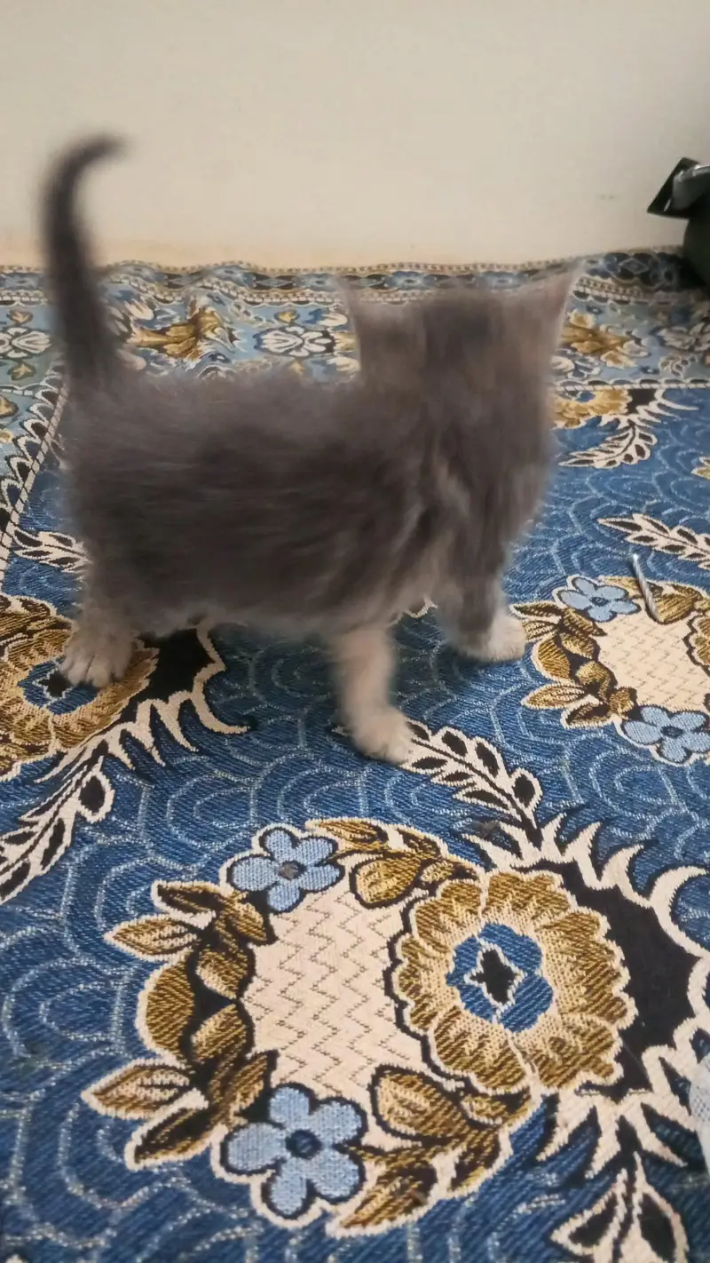 cats sal — photo 2
