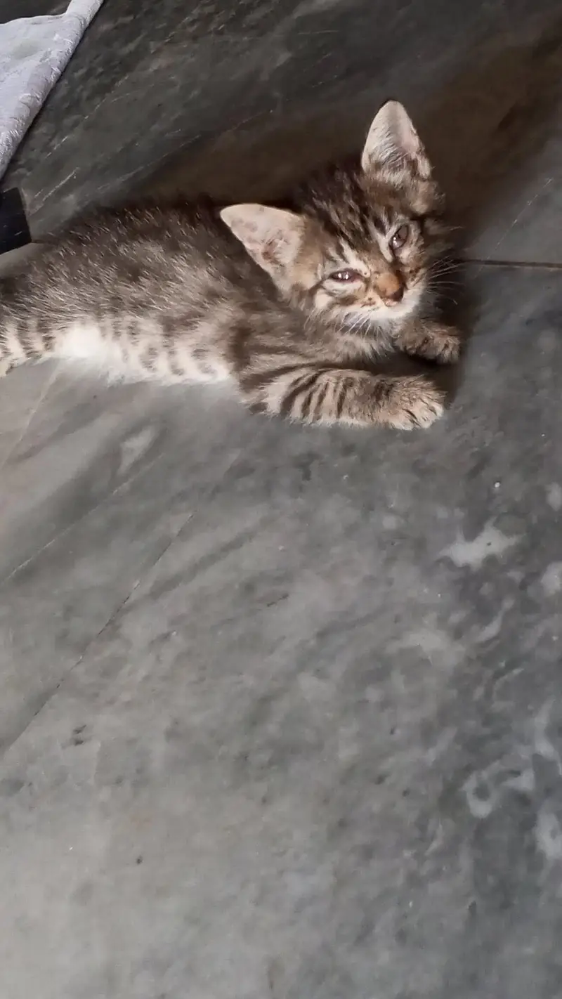 cats sal — photo 3