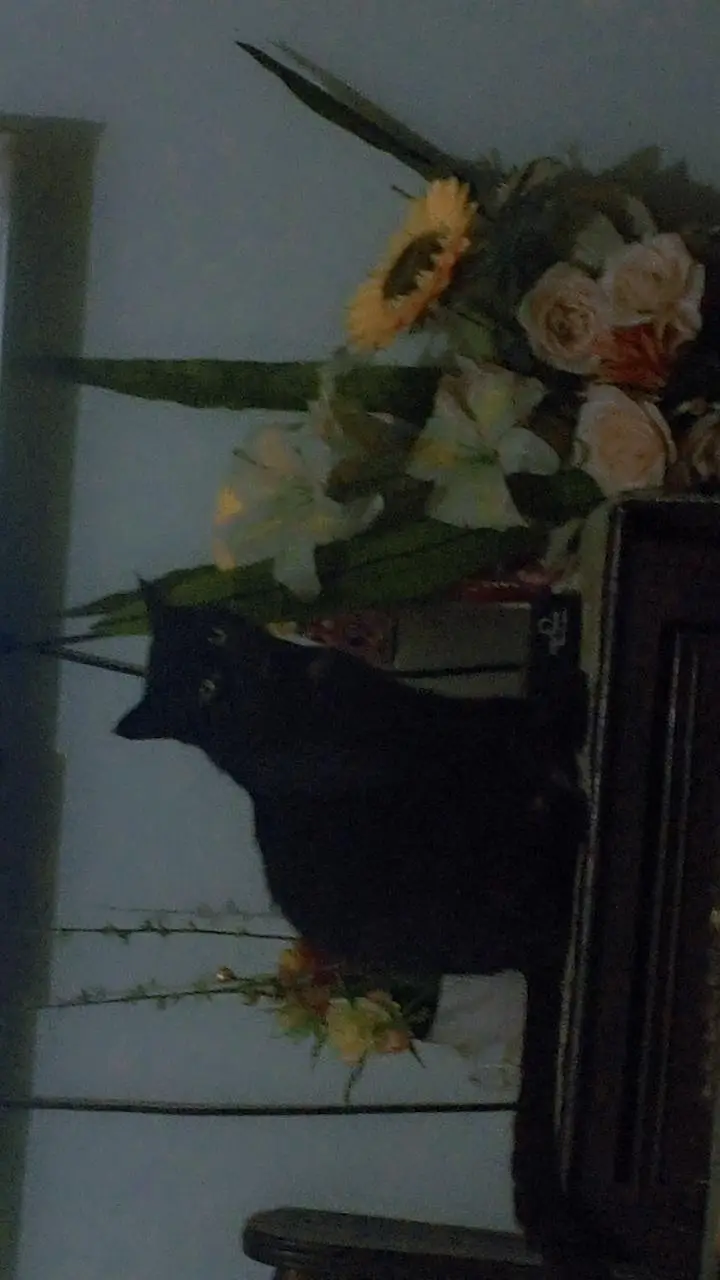 cats sal — photo 4