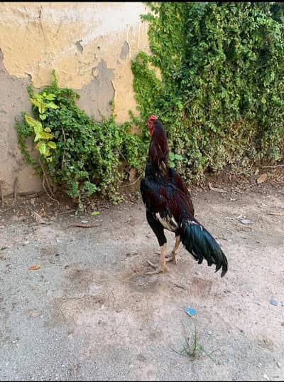 Pure Aseel for sale