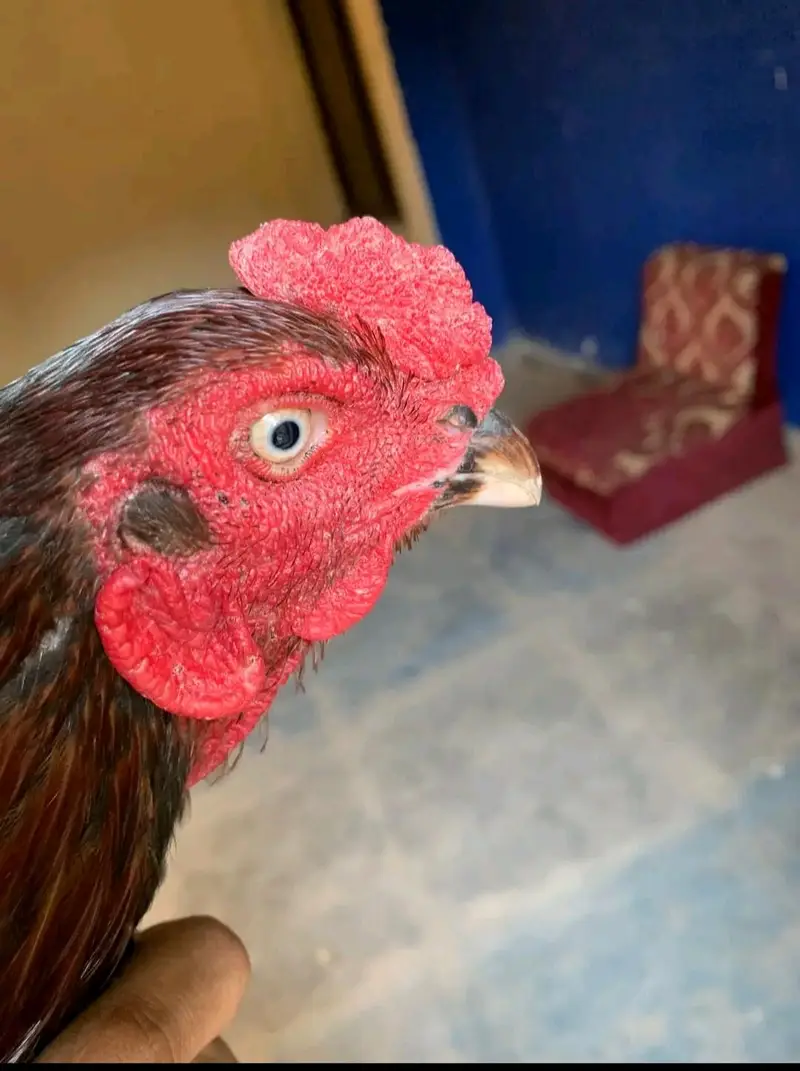 Pure Aseel for sale — photo 2