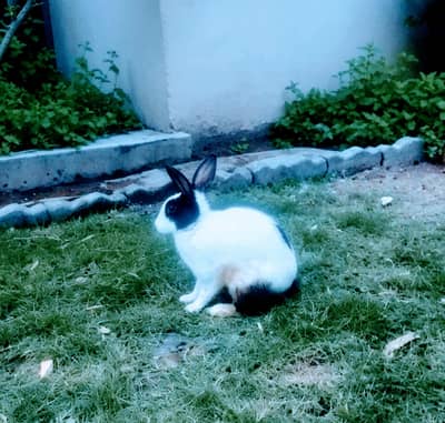 Rabbit Bunnies Sale in Islamabad