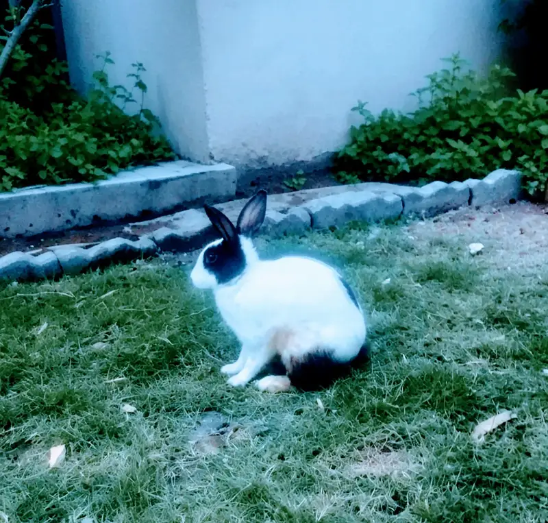 Rabbit Bunnies Sale in Islamabad — photo 2