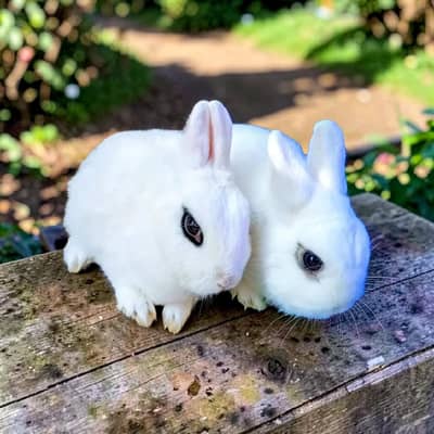 Rabbit Bunnies Sale in Islamabad