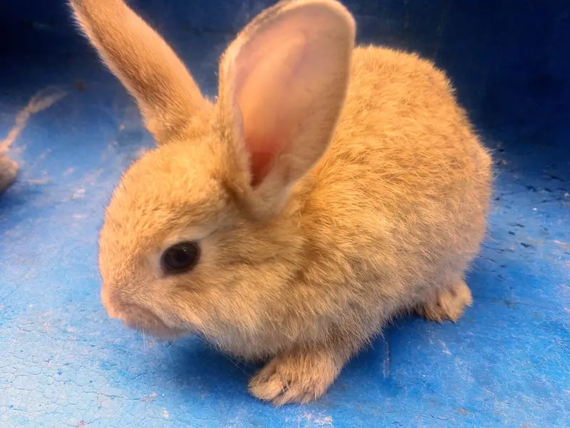Rabbit Bunnies Sale in Islamabad — photo 7