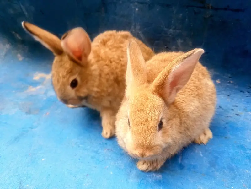 Rabbit Bunnies Sale in Islamabad — photo 8