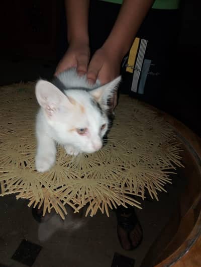 3 Cute Home Raised Kittens, Free to Good Home +92 300 8018097