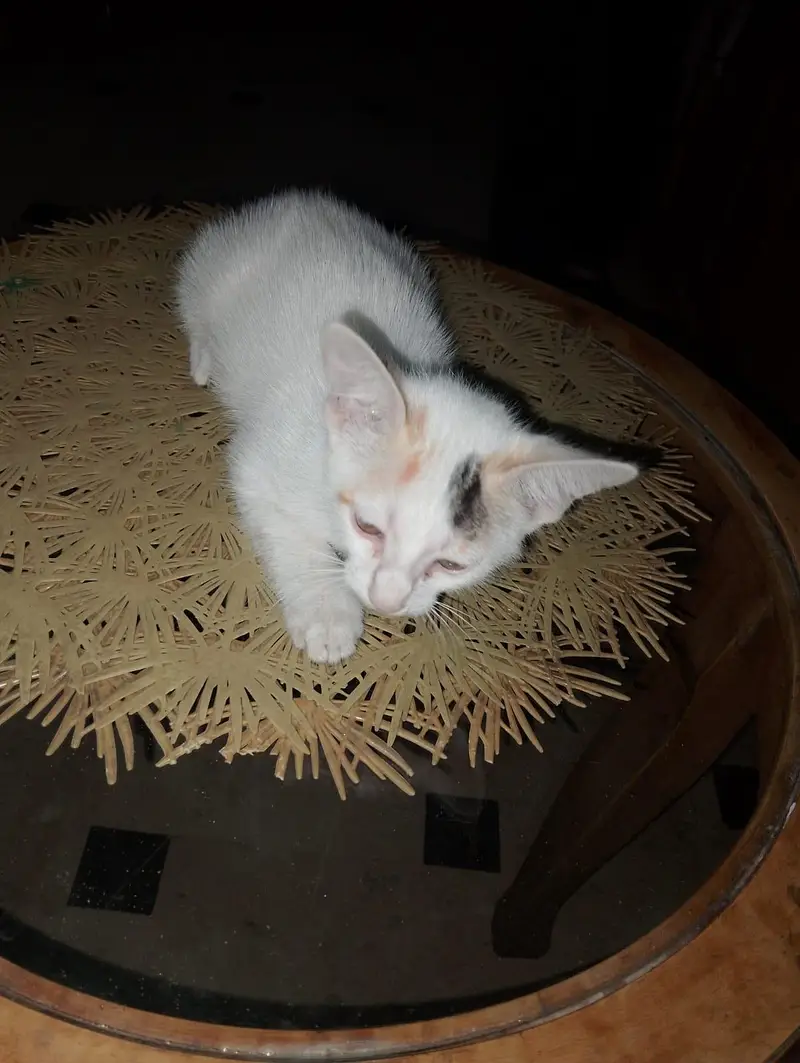 3 Cute Home Raised Kittens, Free to Good Home +92 300 8018097 — photo 2