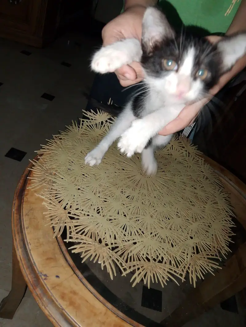 3 Cute Home Raised Kittens, Free to Good Home +92 300 8018097 — photo 3