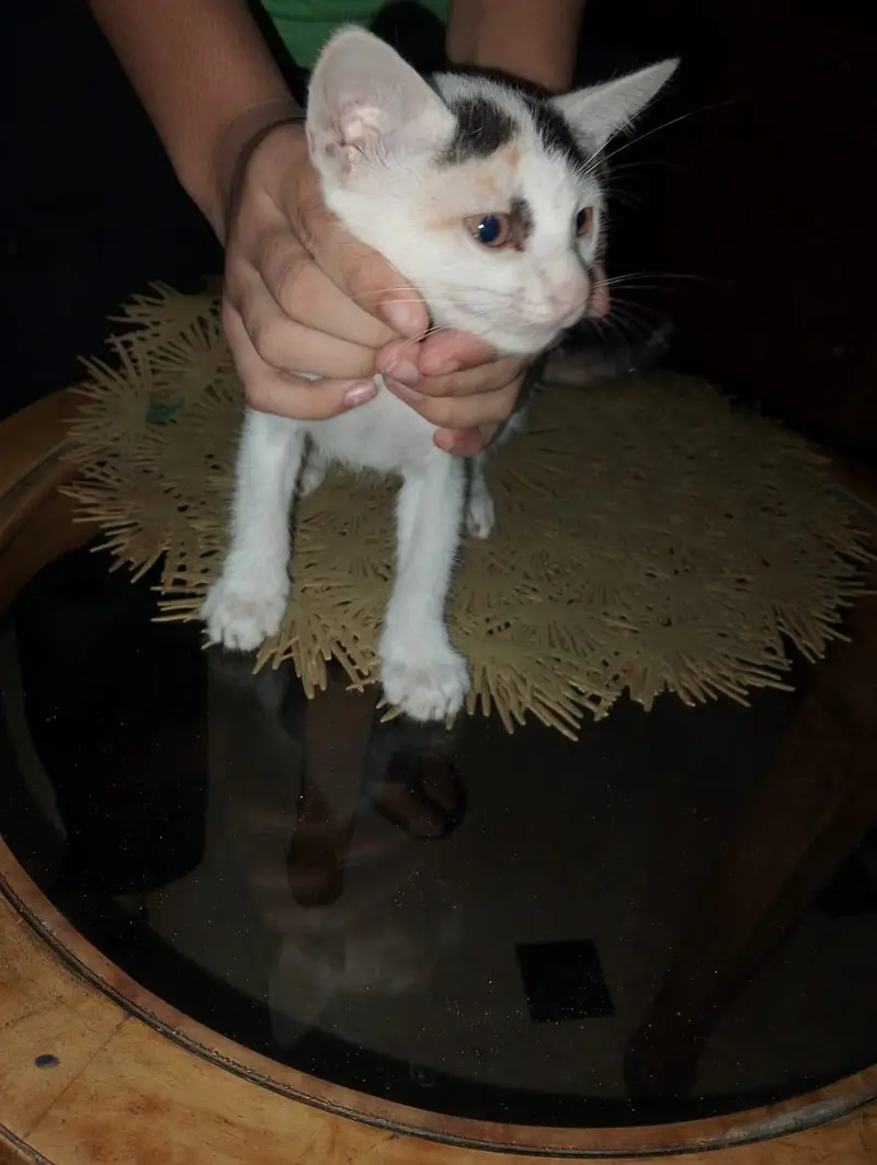 3 Cute Home Raised Kittens, Free to Good Home +92 300 8018097 — photo 4