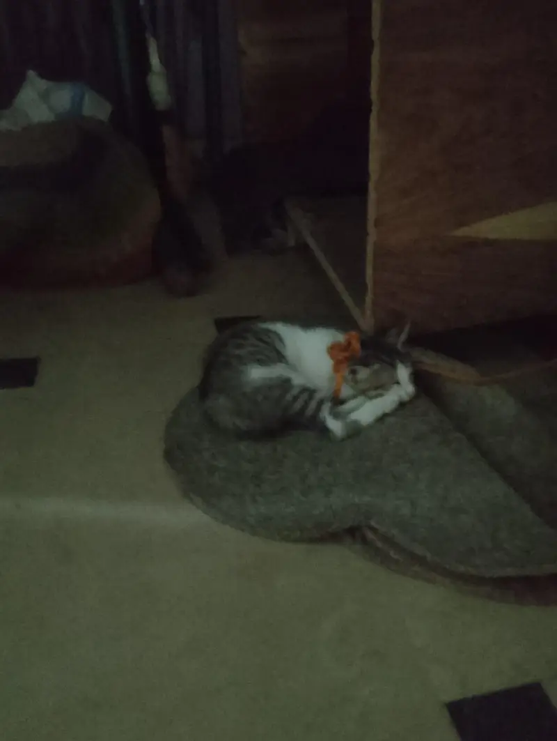 3 Cute Home Raised Kittens, Free to Good Home +92 300 8018097 — photo 5
