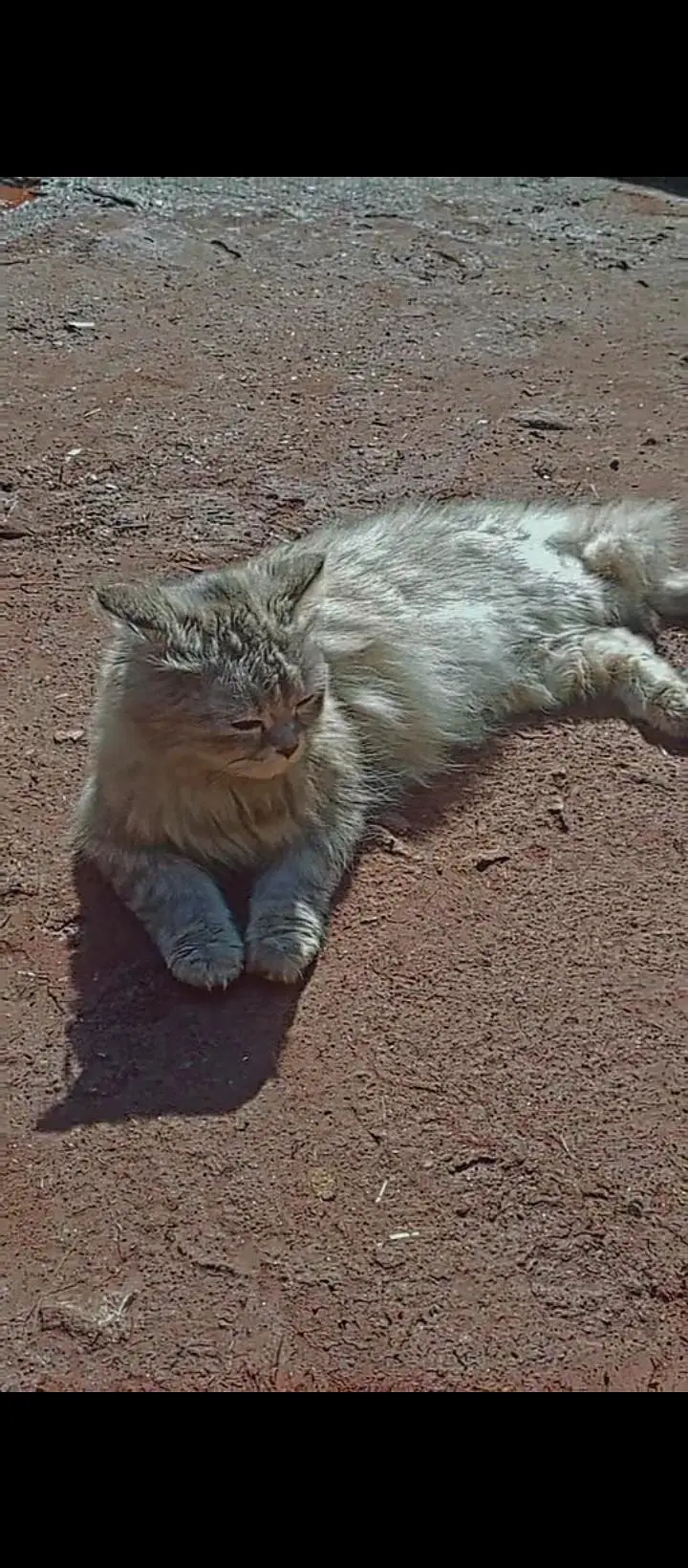 persian punch face cat | cat for sale | kitten for sale |