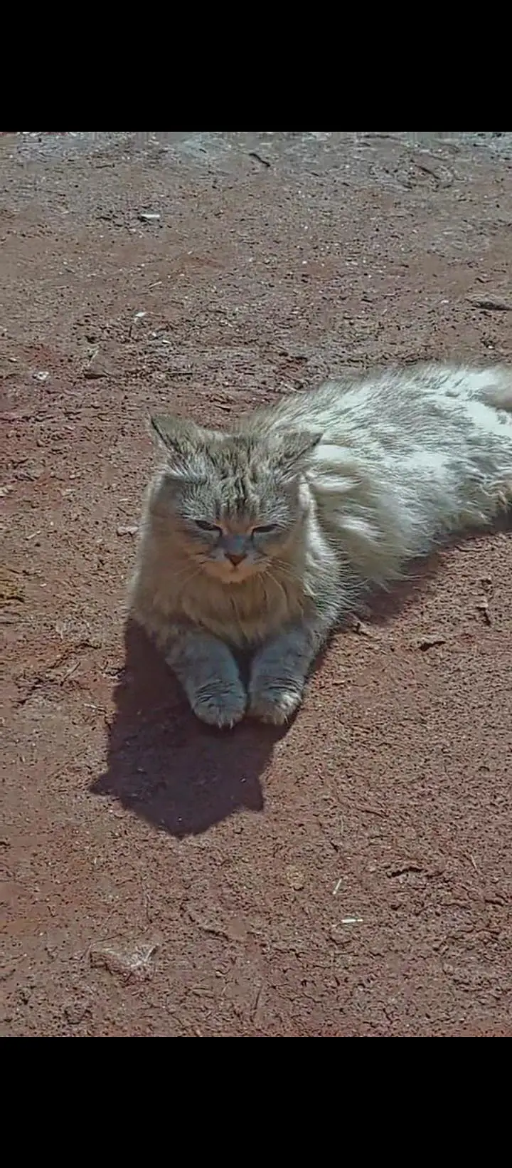 persian punch face cat | cat for sale | kitten for sale | — photo 4