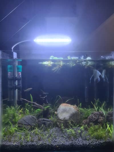 fish Aquarium