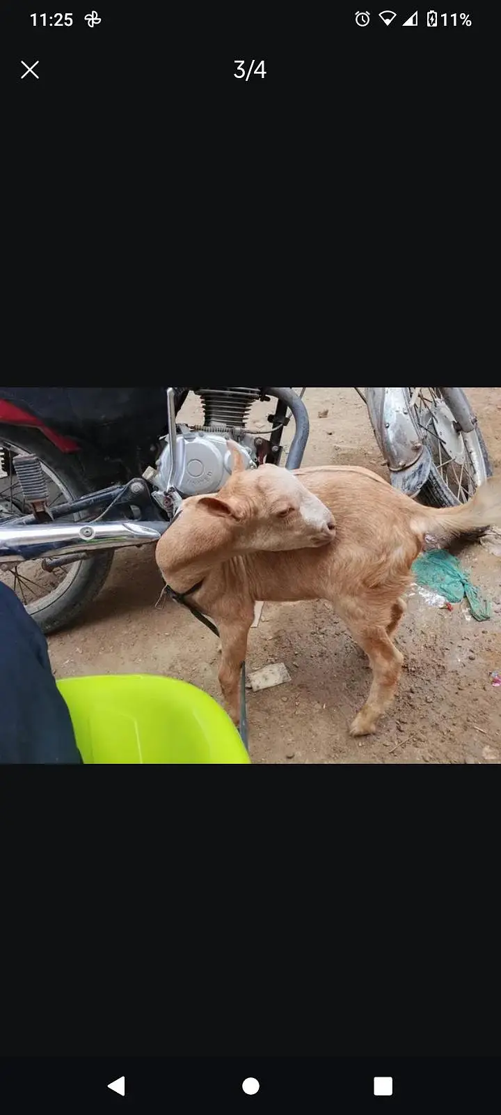 Tedi bakra 3/4 month ka ha