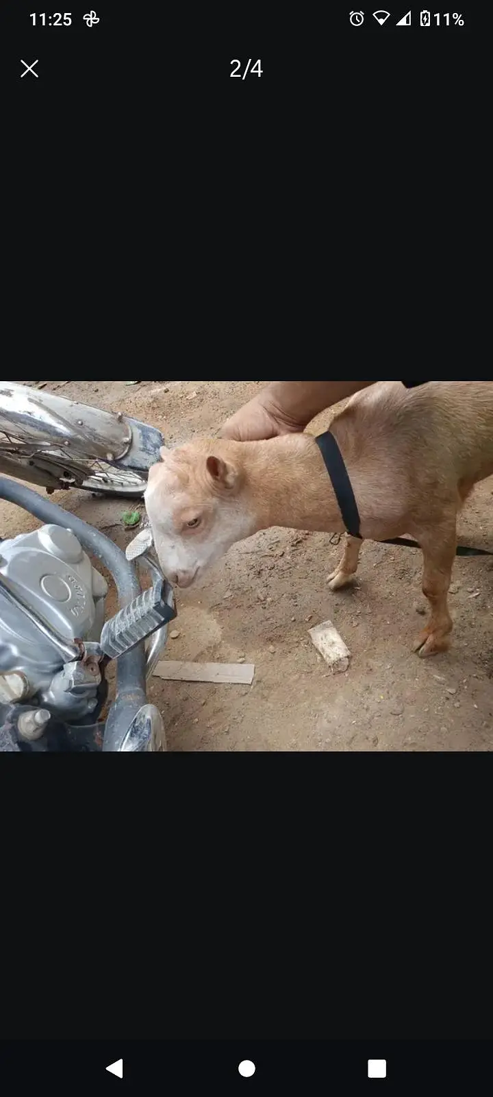 Tedi bakra 3/4 month ka ha — photo 3