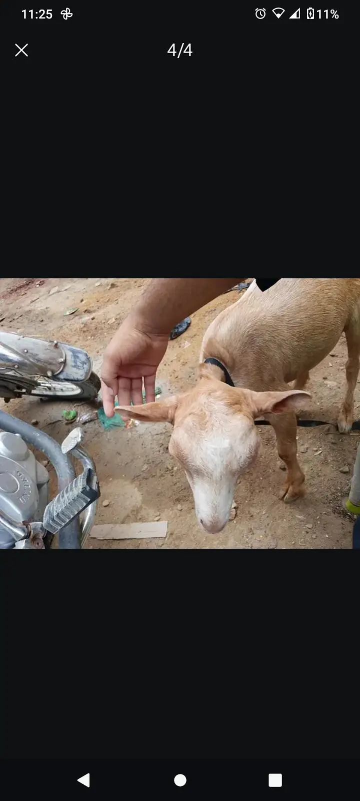 Tedi bakra 3/4 month ka ha — photo 4