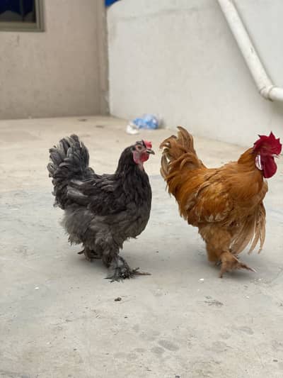 2 Females 1 Male