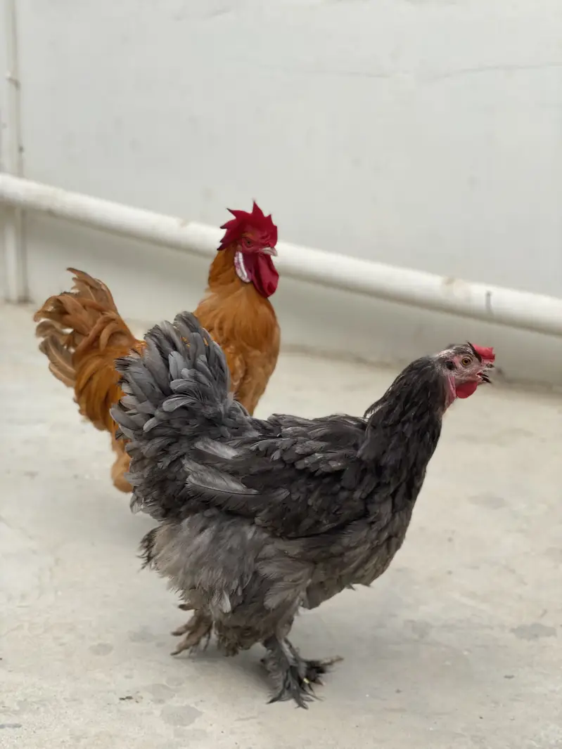 2 Females 1 Male — photo 2